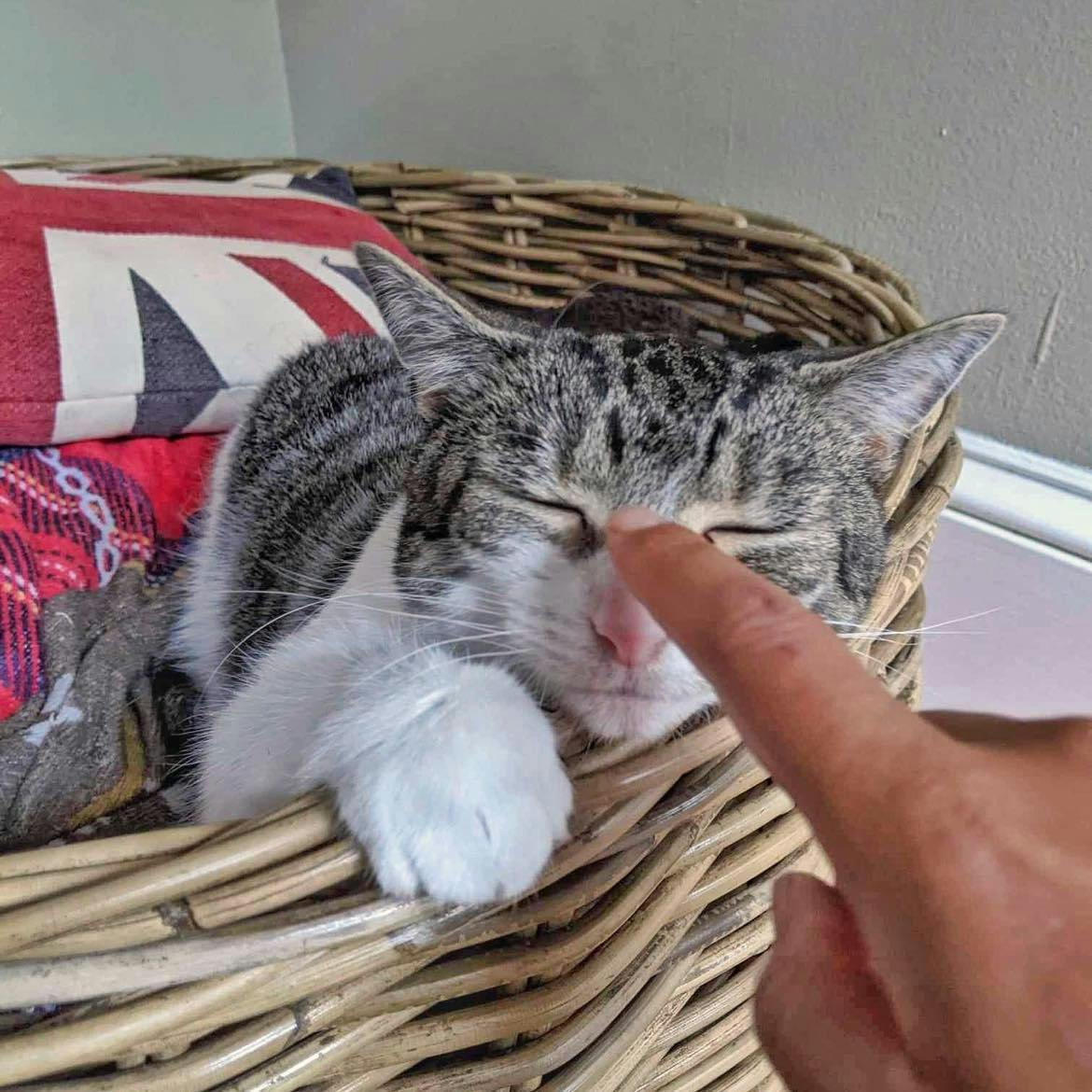 A cat getting booped in the nose