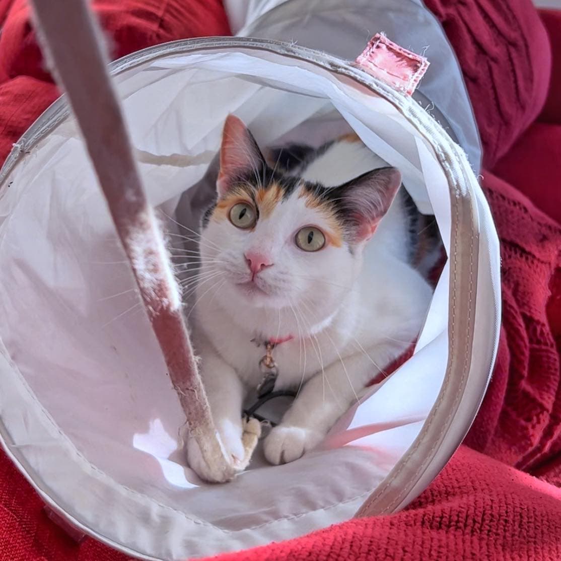 A curious kitty in a tunnel