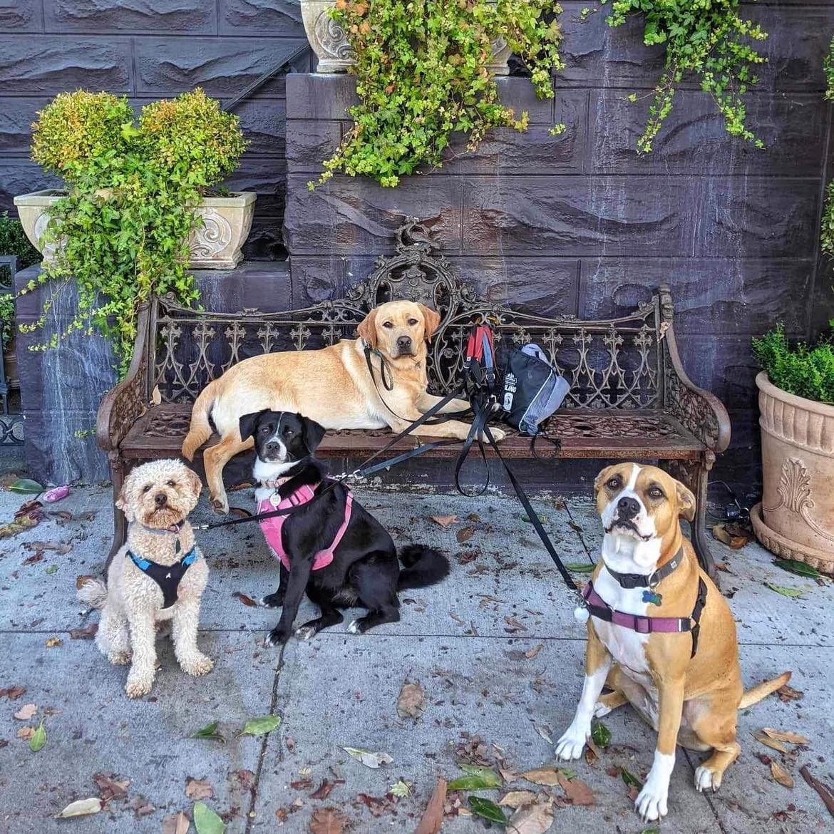 Dogs patiently waiting for walkies