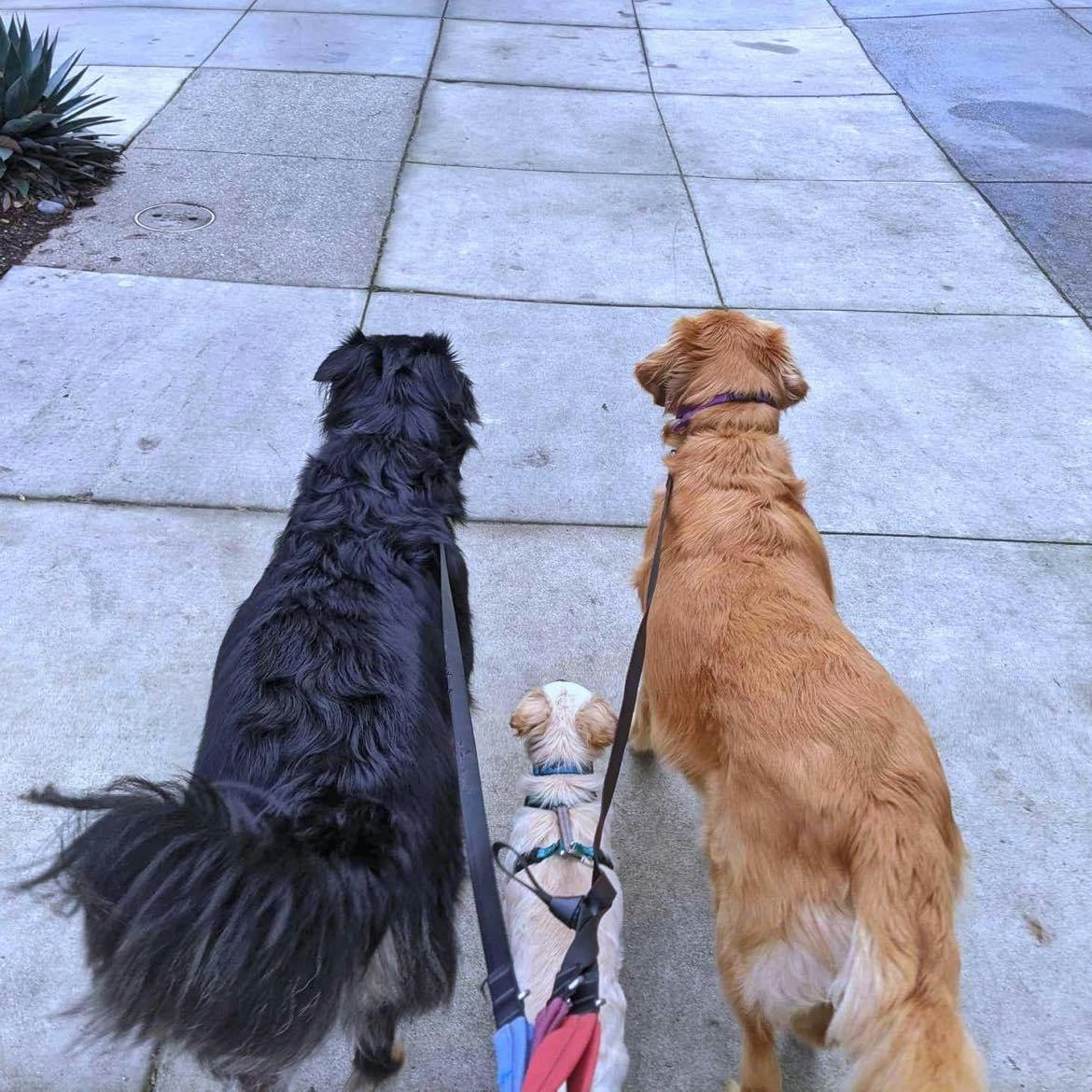 Dogs patiently waiting for walkies